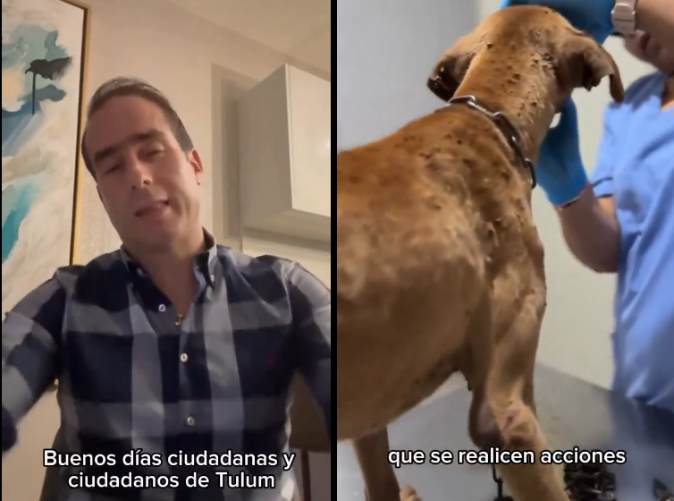 EN TULUM, CERO TOLERANCIA CONTRA CUALQUIER FORMA DE VIOLENCIA HACIA LOS ANIMALES: DIEGO CASTAÑÓN