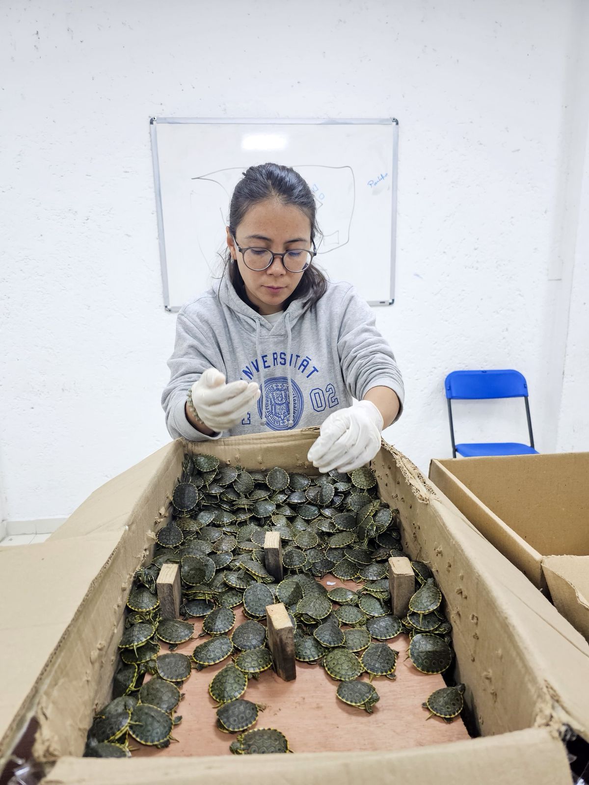 GOBIERNO DE SAN CRISTÓBAL RECIBE 3,450 TORTUGAS DECOMISADAS