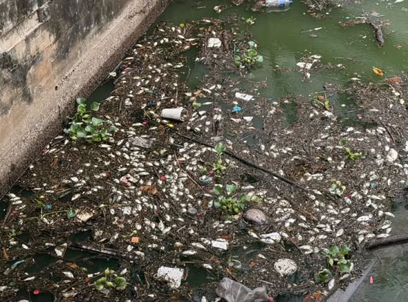 ¡SEMADES SE HACE DE LA VISTA GORDA! OTRA VEZ MUEREN MILES DE PECES EN LAS ILUSIONES